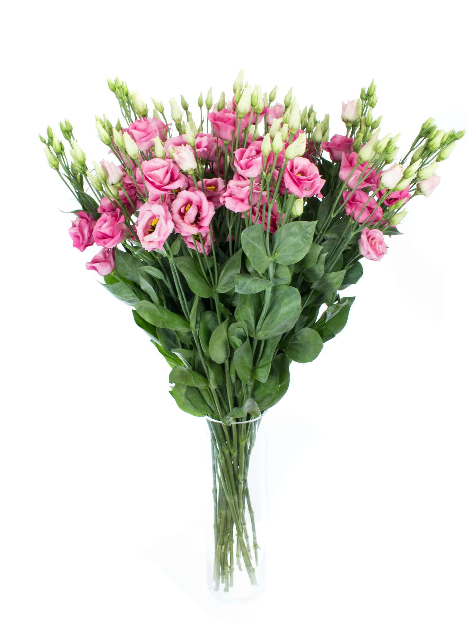 blumigo-rosen-lisianthus-eustoma-rosita-rose-alt-rosa image 3