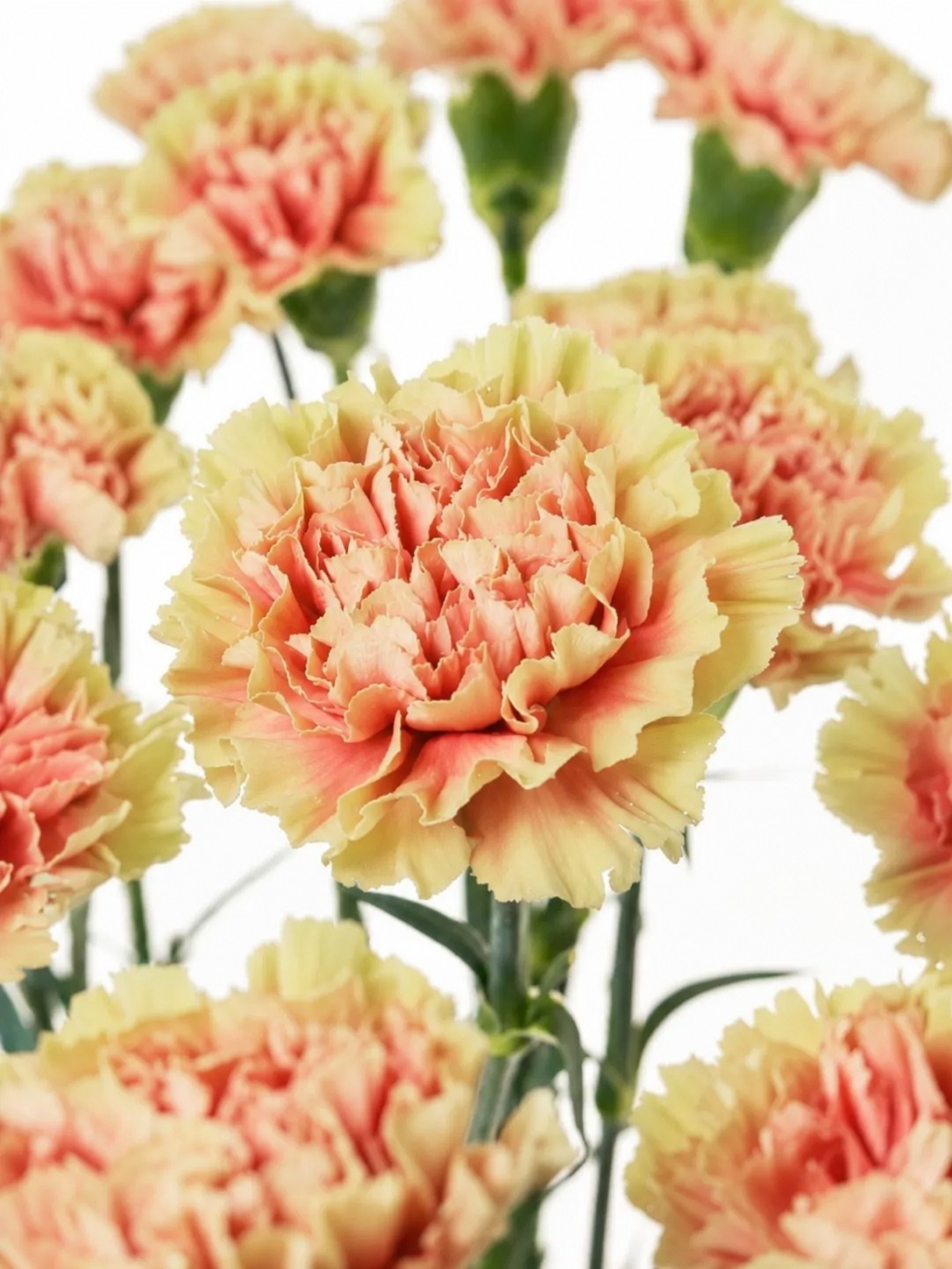 blumigo-nelken-belle-epoque-edelnelke-creme-rot image 1