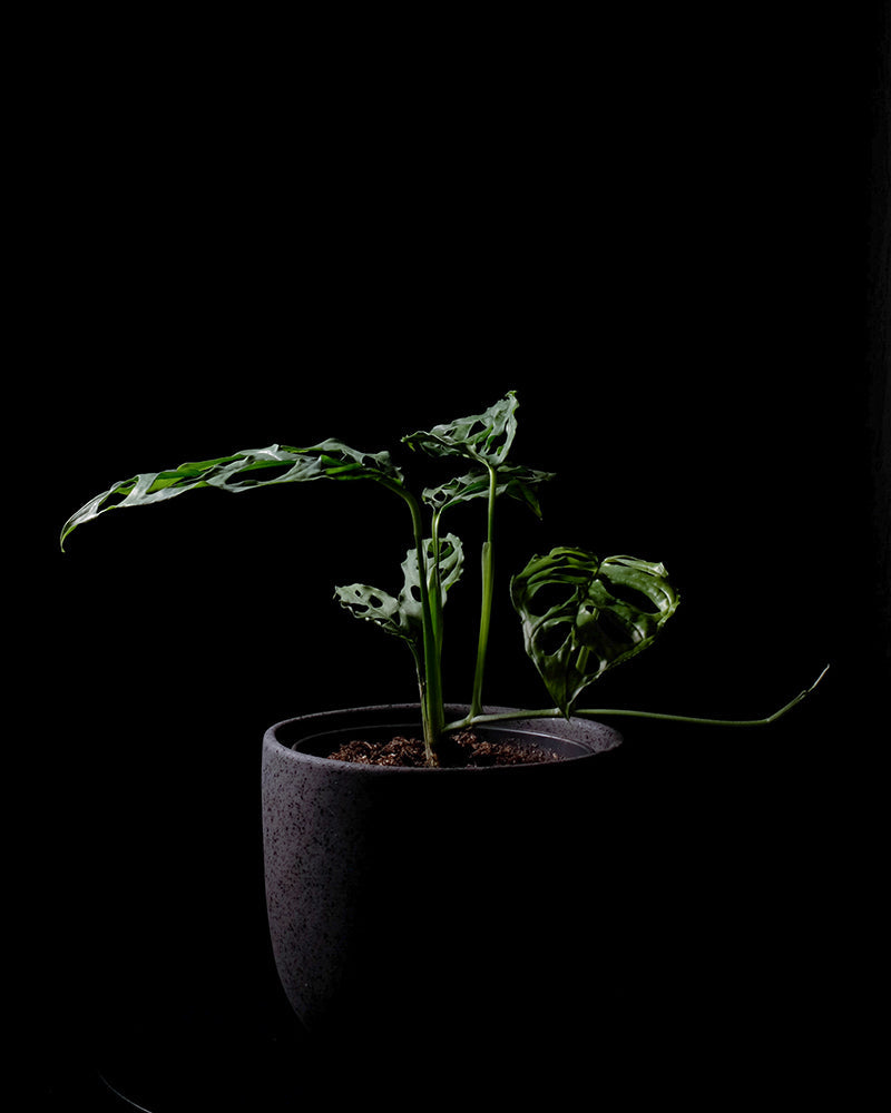 feey-variado-monstera-obliqua-peru-zimmerpflanze-ohne-bertopf image 1