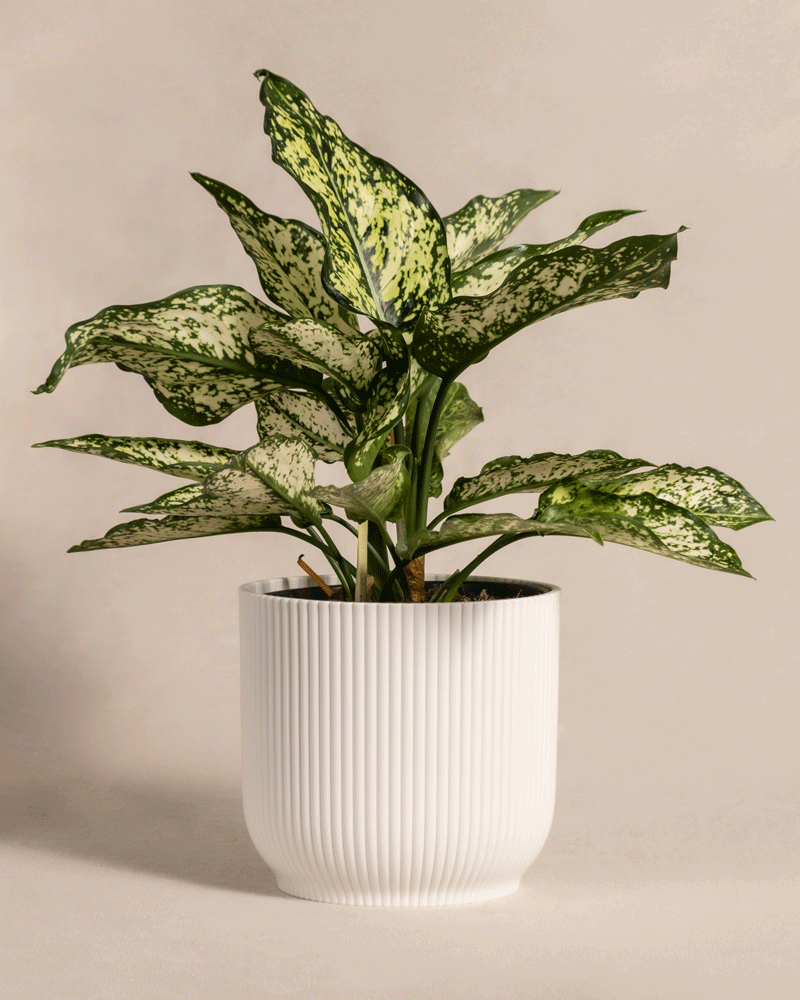 feey-variado-aglaonema-kiwi-zimmerpflanze-ohne-bertopf image 8