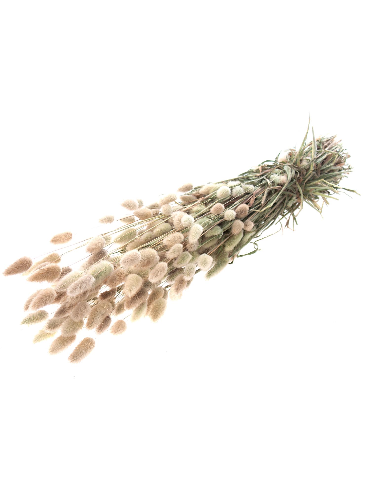 blumigo-trockenblumen-lagurus-samtgras-natur-braun-getrocknet image 5