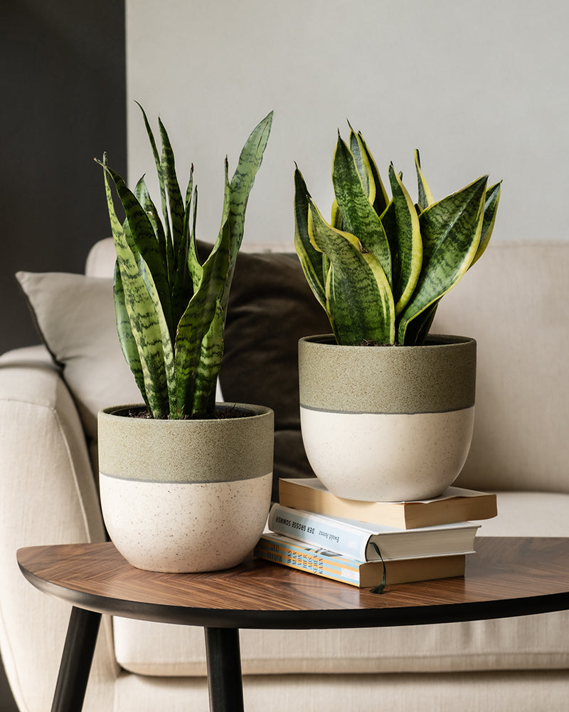 feey-variado-unzerst-rbares-duo-sansevieria-set-pflegeleicht image 4