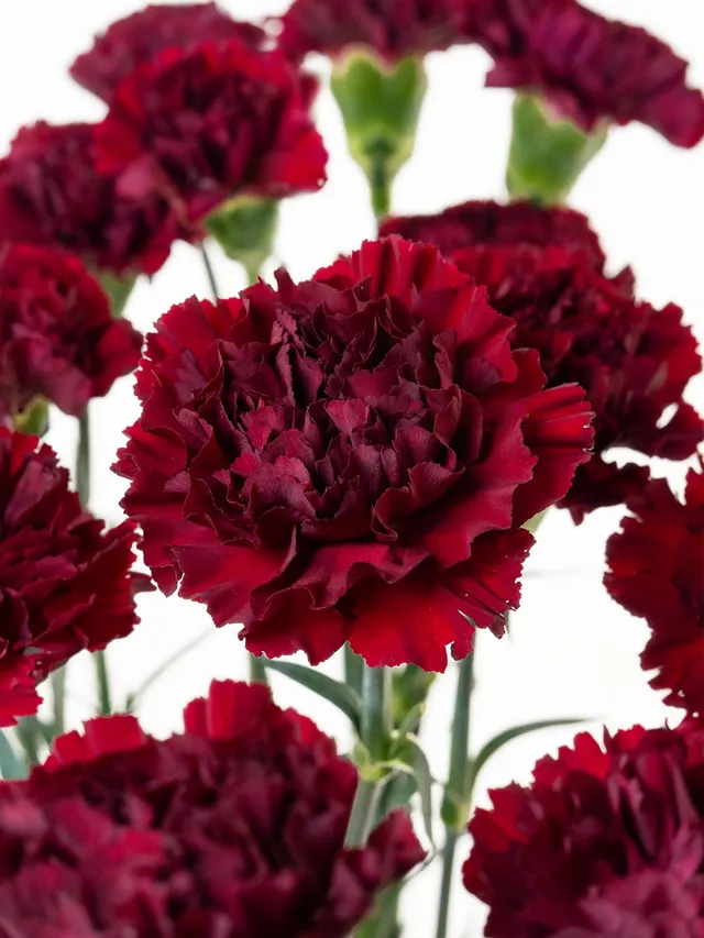 blumigo-edelnelken-crimson-tempo-schnittblumen-dunkelrot image 1