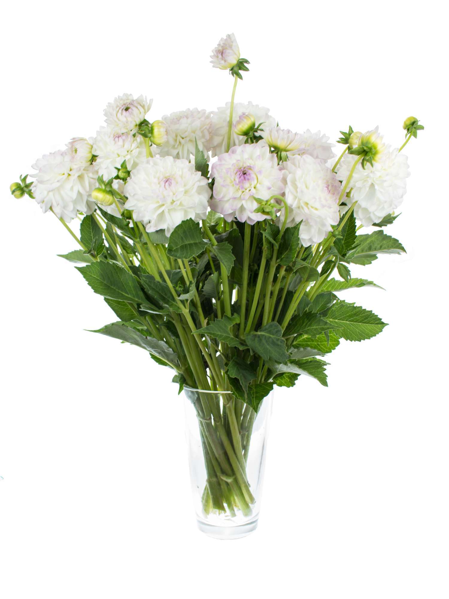 blumigo-eveline-dahlie-wei-lila-schnittblume-stiel image 2