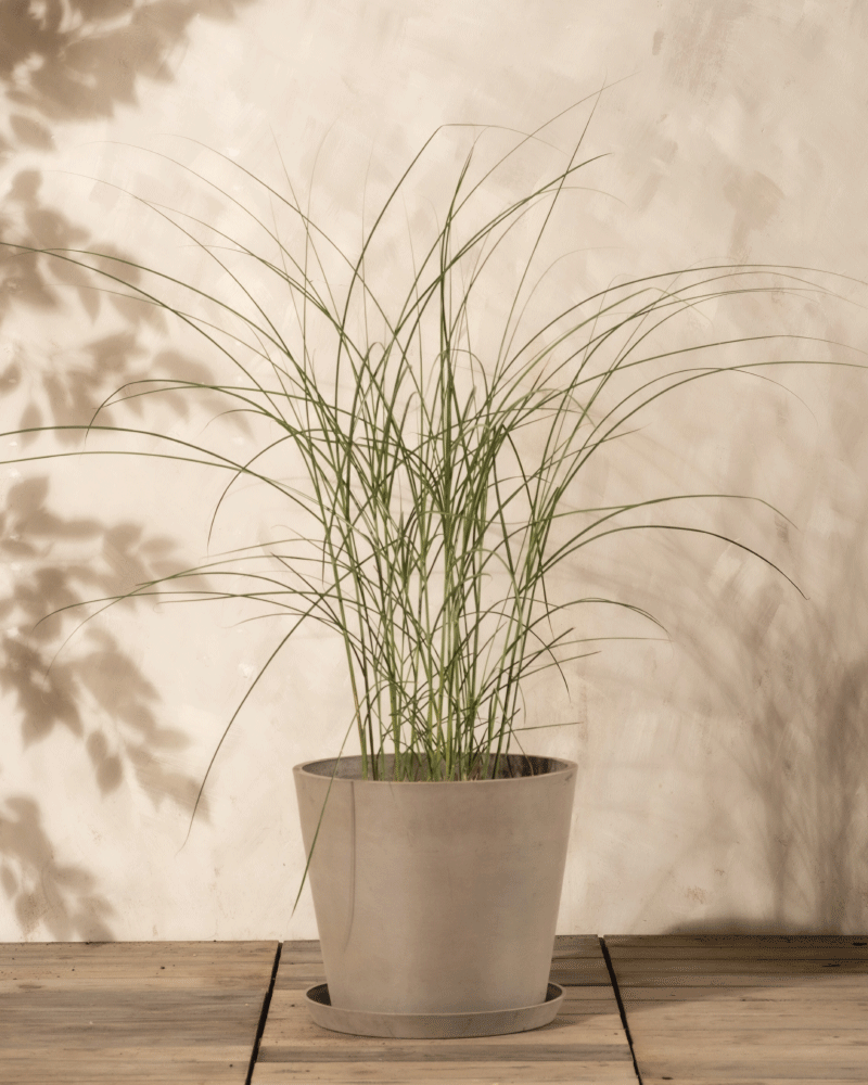 feey-amsterdam-miscanthus-gracillimus-ziergras-ohne-topf-1-2-m image 4