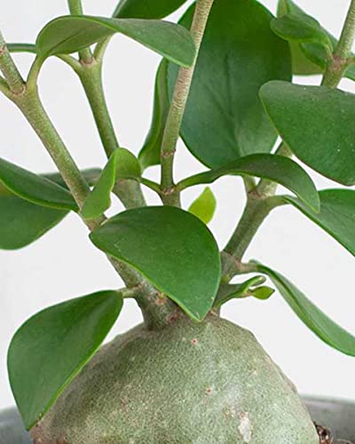 plnts-rareplnts-hydnophytum-papuanum-zimmerpflanze-35-cm-ameisenpflanze image 8