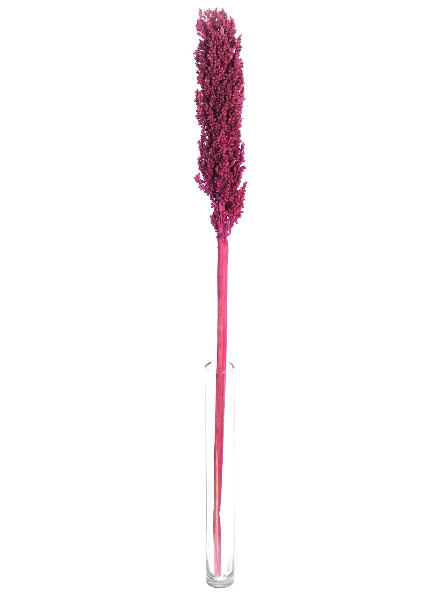 blumigo-sorghumhirse-trockenblumen-bordeaux-getrocknet image 4
