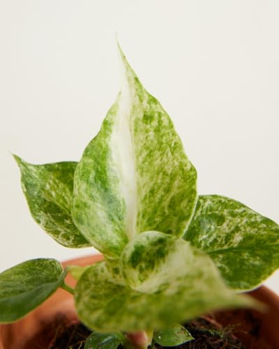 plnts-baby-anthurium-hookeri-variegated-zimmerpflanze-10cm-panaschiert image 7