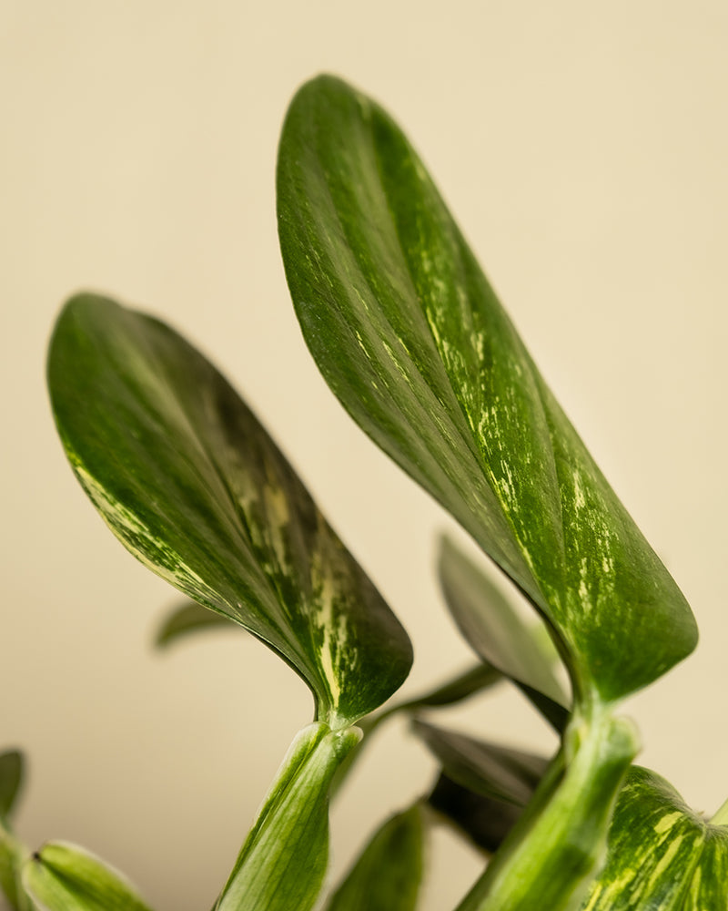 feey-variado-monstera-standleyana-zimmerpflanze-ohne-bertopf image 2