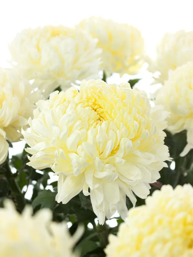 blumigo-chrysanthemen-shoesmith-schnittblume-wei-creme image 1