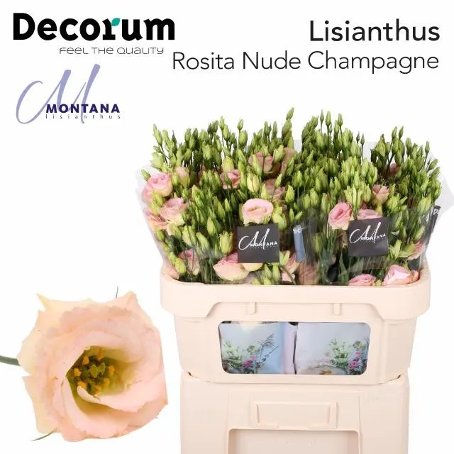 blumigo-lisianthus-rosita-nude-champagne-schnittblume-creme-apricot image 1