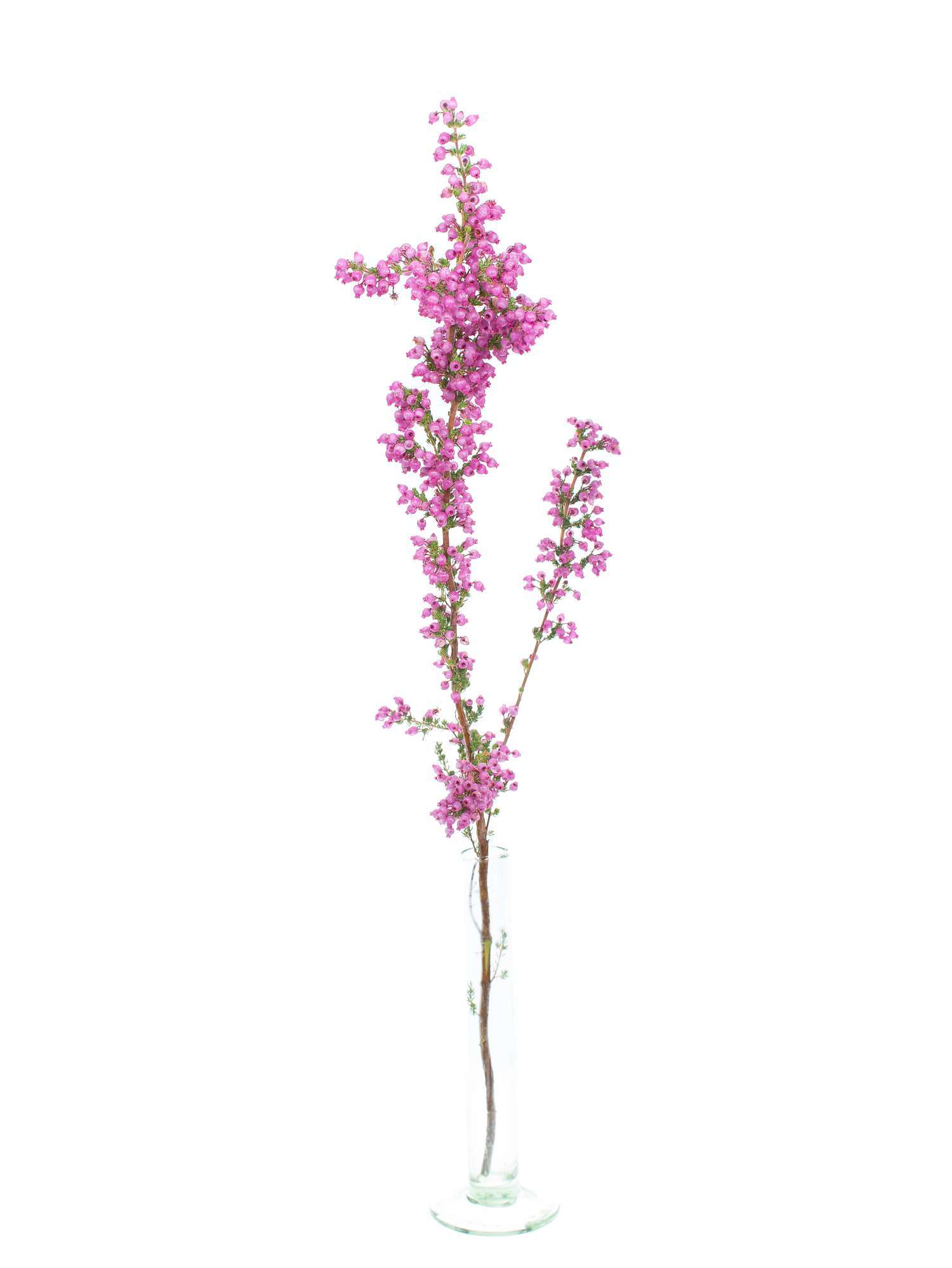 blumigo-erika-heidekraut-pink-herbstdeko-im-topf image 3