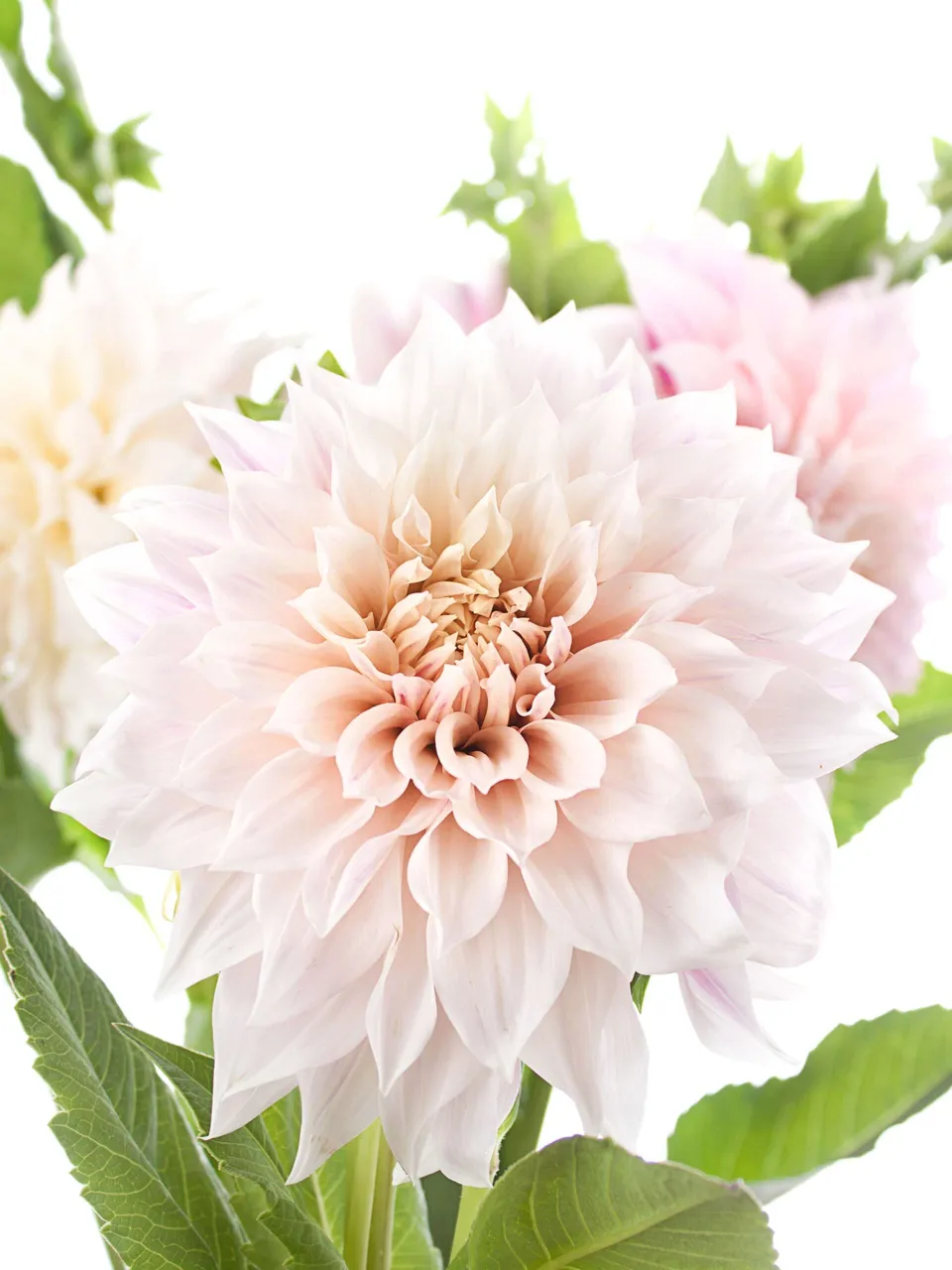 blumigo-dahlien-cafe-au-lait-schnittblume-creme-rosa image 1