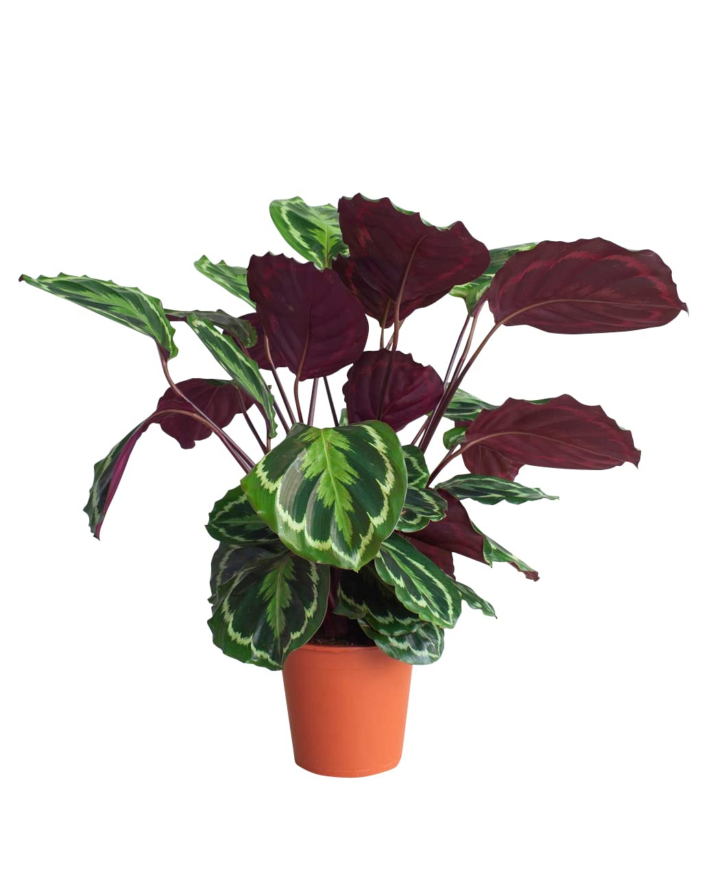plnts-rareplnts-calathea-medallion-zimmerpflanze-60-cm image 1