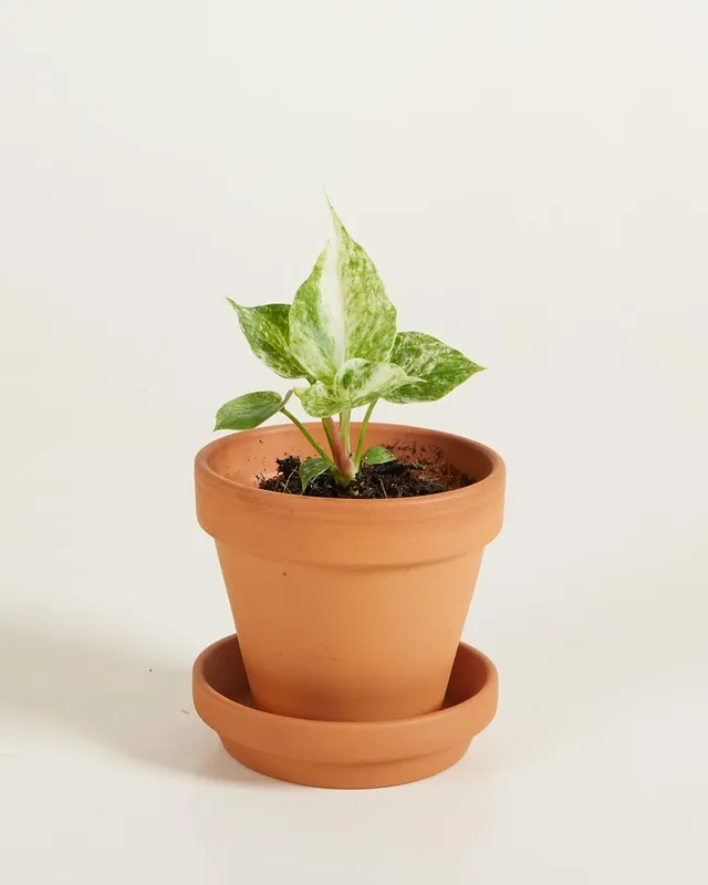 plnts-baby-anthurium-hookeri-variegated-zimmerpflanze-10cm-panaschiert image 1