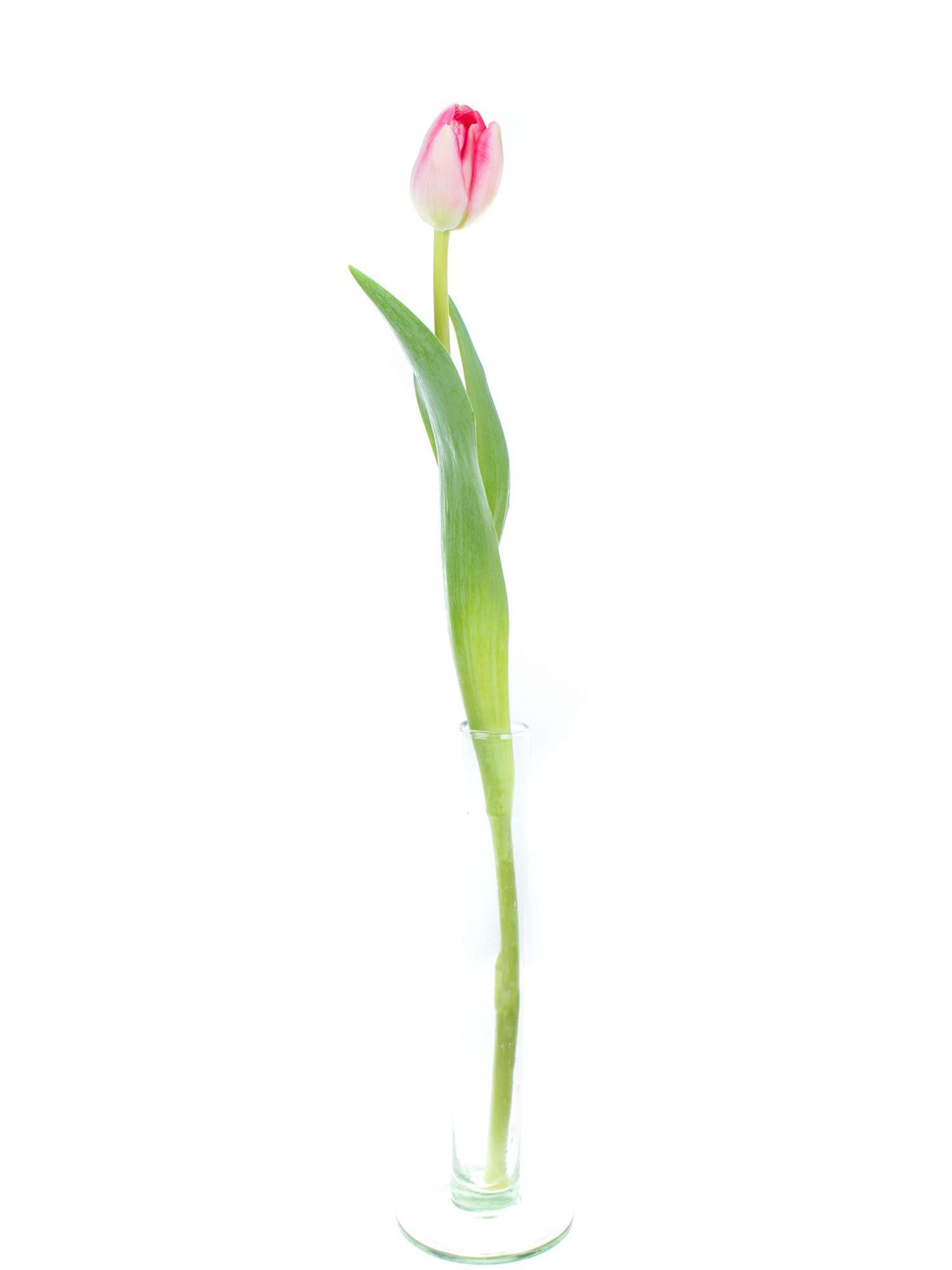 blumigo-tulpen-up-pink-gef-llte-tulpen-pink-weiss image 3