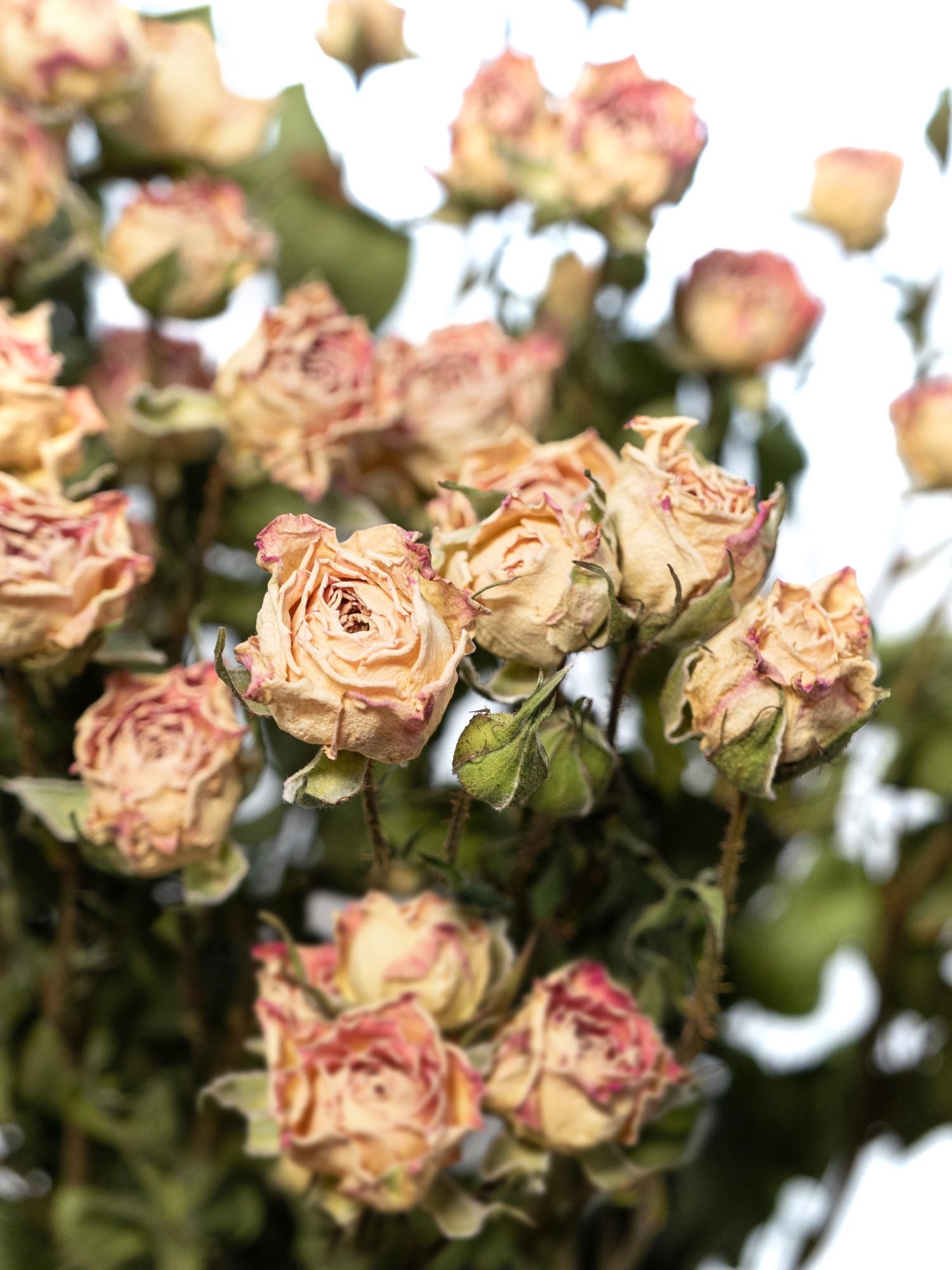 blumigo-trockenblumen-verzweigte-rosen-getrocknet-creme image 1