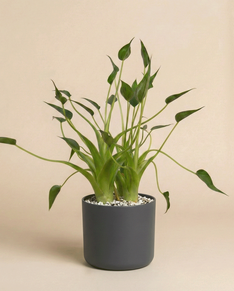 feey-tiny-dancer-alocasia-pfeilblatt-klein-bis-mittel-ohne-bertopf image 7