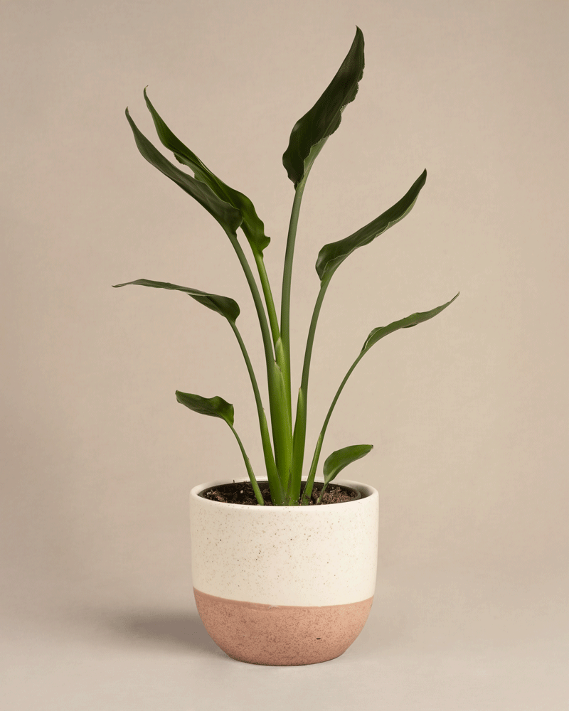 feey-variado-strelitzia-reginae-zimmerpflanze-ohne-bertopf-viel-licht image 6