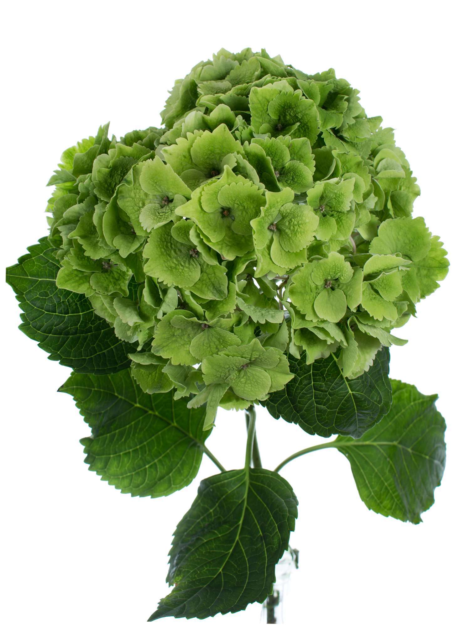 blumigo-emerald-green-classic-hortensie-gr-n-schnittblume image 1
