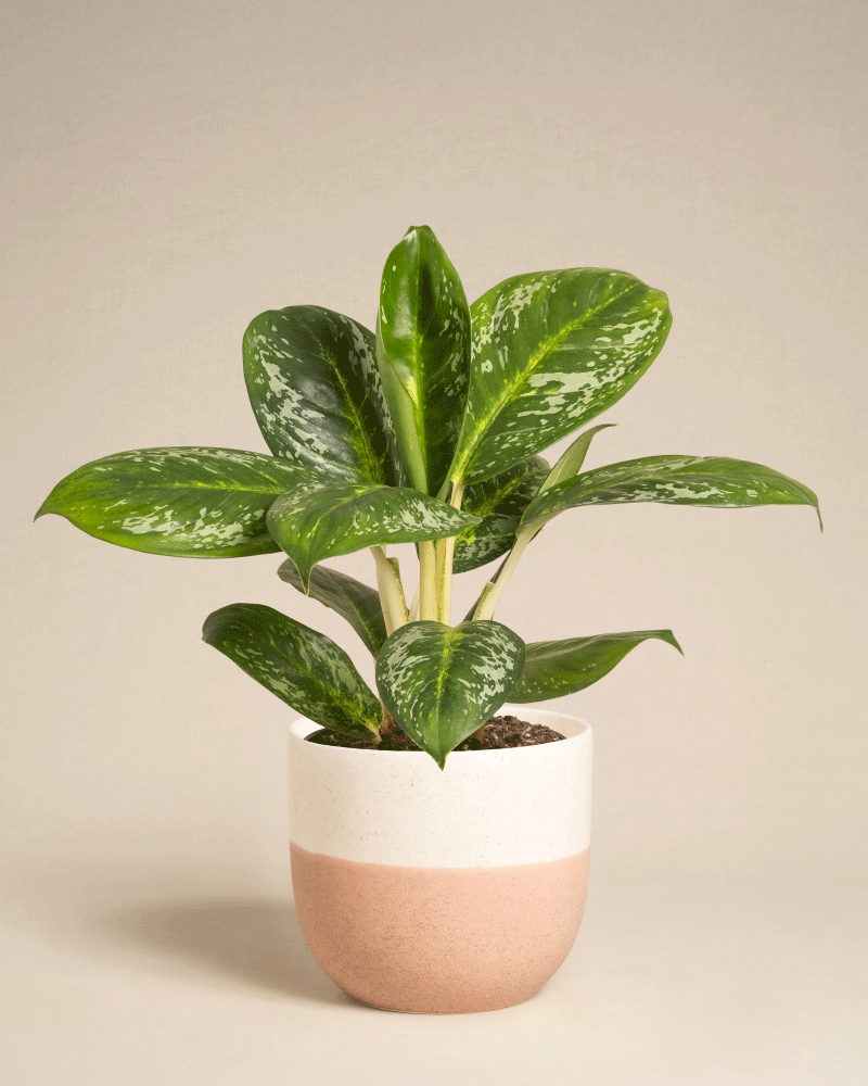 feey-variado-aglaonema-onyx-green-ohne-bertopf image 7