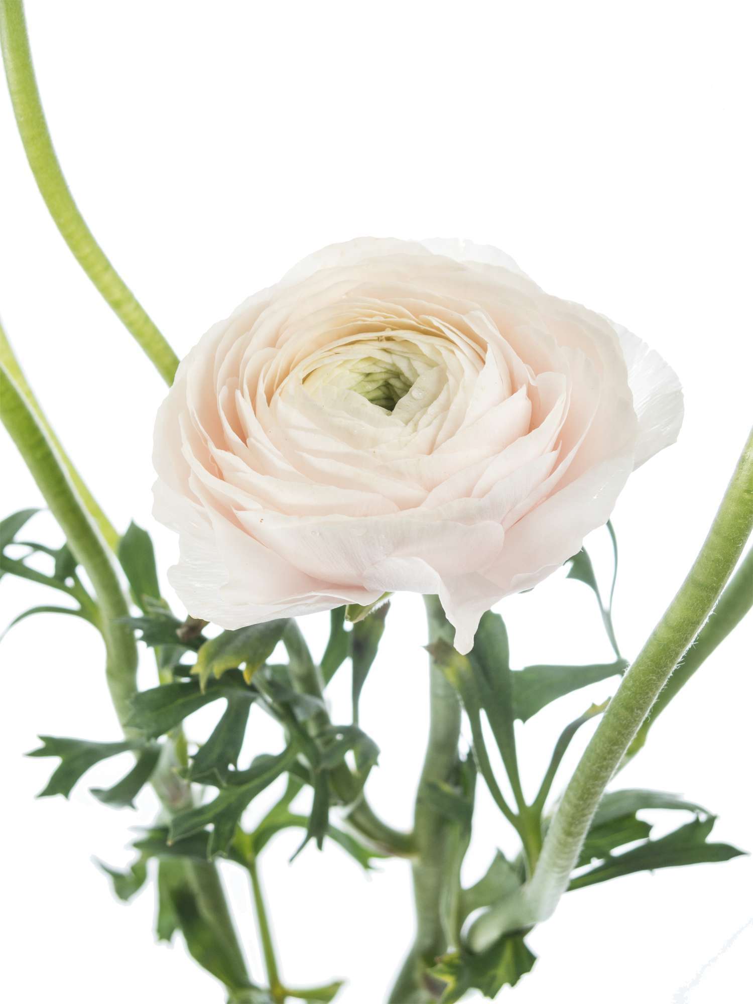 blumigo-ranunkeln-xl-cloni-hanoi-creme-rosa-schnittblume image 6