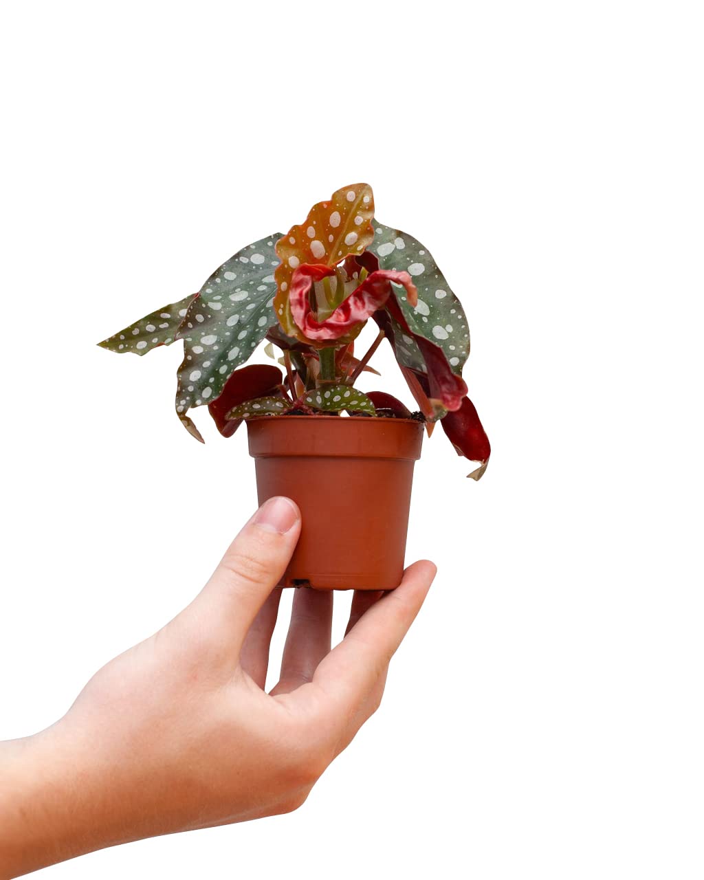 plnts-baby-begonia-maculata-zimmerpflanze-15-cm image 1