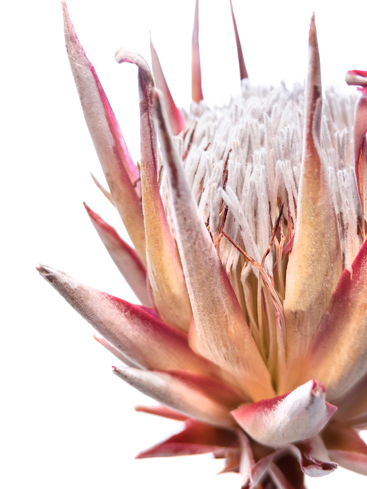 blumigo-trockenblumen-k-nigsprotea-cynaroides-rosa-creme image 1