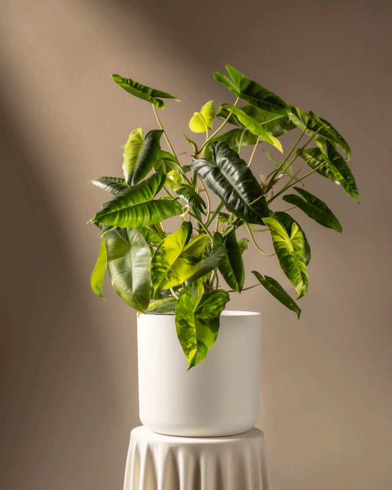 feey-philodendron-burle-marx-variegata-ohne-bertopf image 5