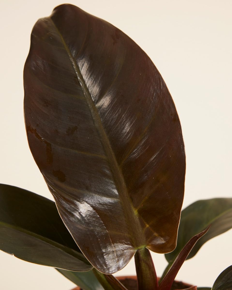 plnts-rareplnts-philodendron-imperial-red-zimmerpflanze-30-cm-rot image 4