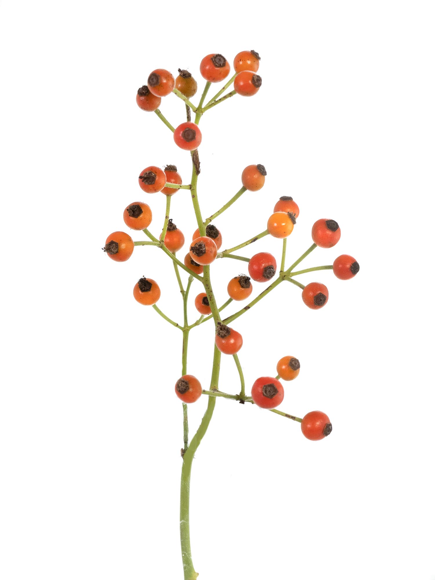 blumigo-herbstdeko-hagebutten-zweige-gelb-orange-gr-n image 3