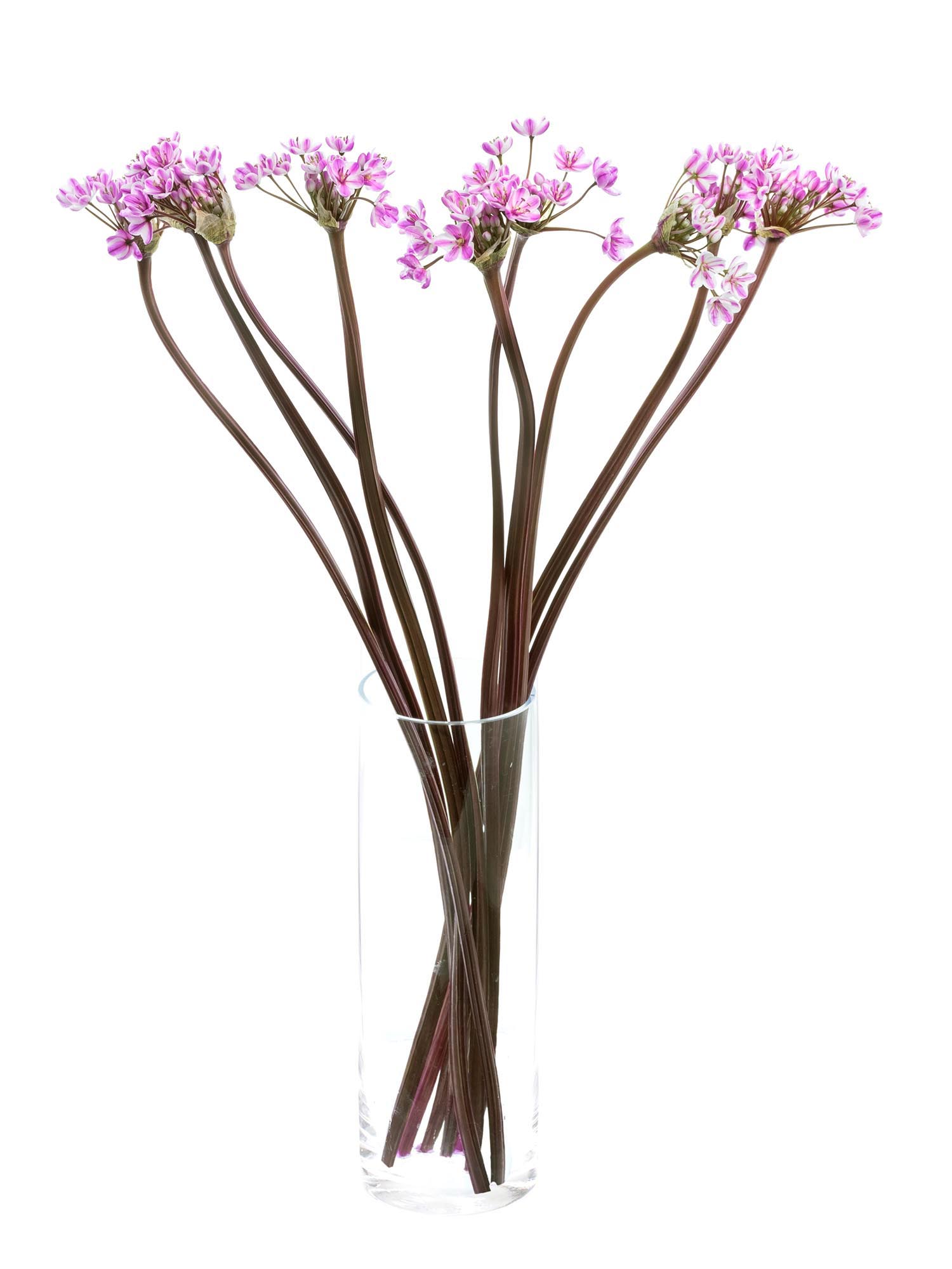 blumigo-allium-neopolitanum-fr-hlingsknollen-pink-wei image 2