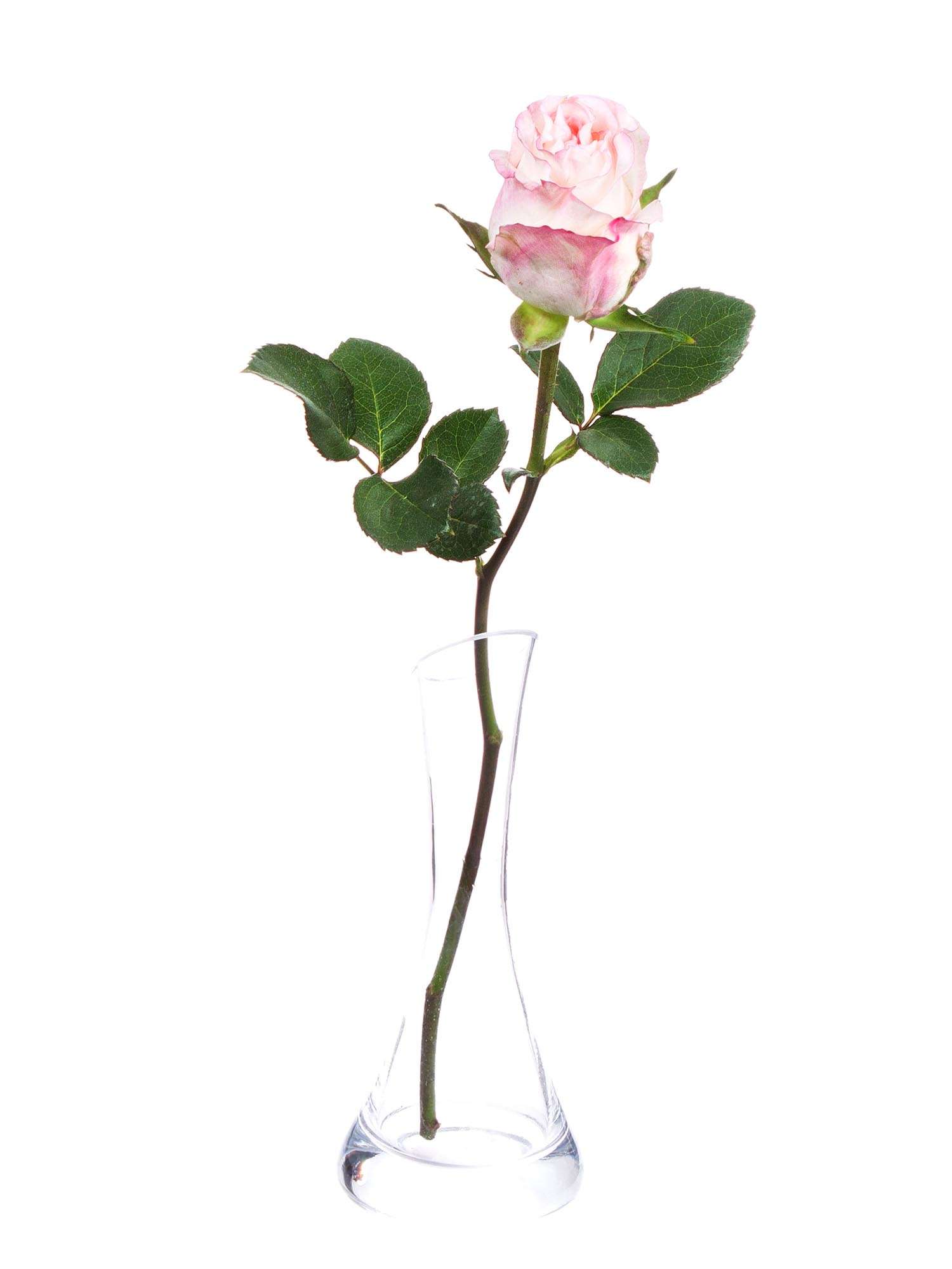 blumigo-rosen-very-cute-schnittblume-rosa-wei-st-ck image 3