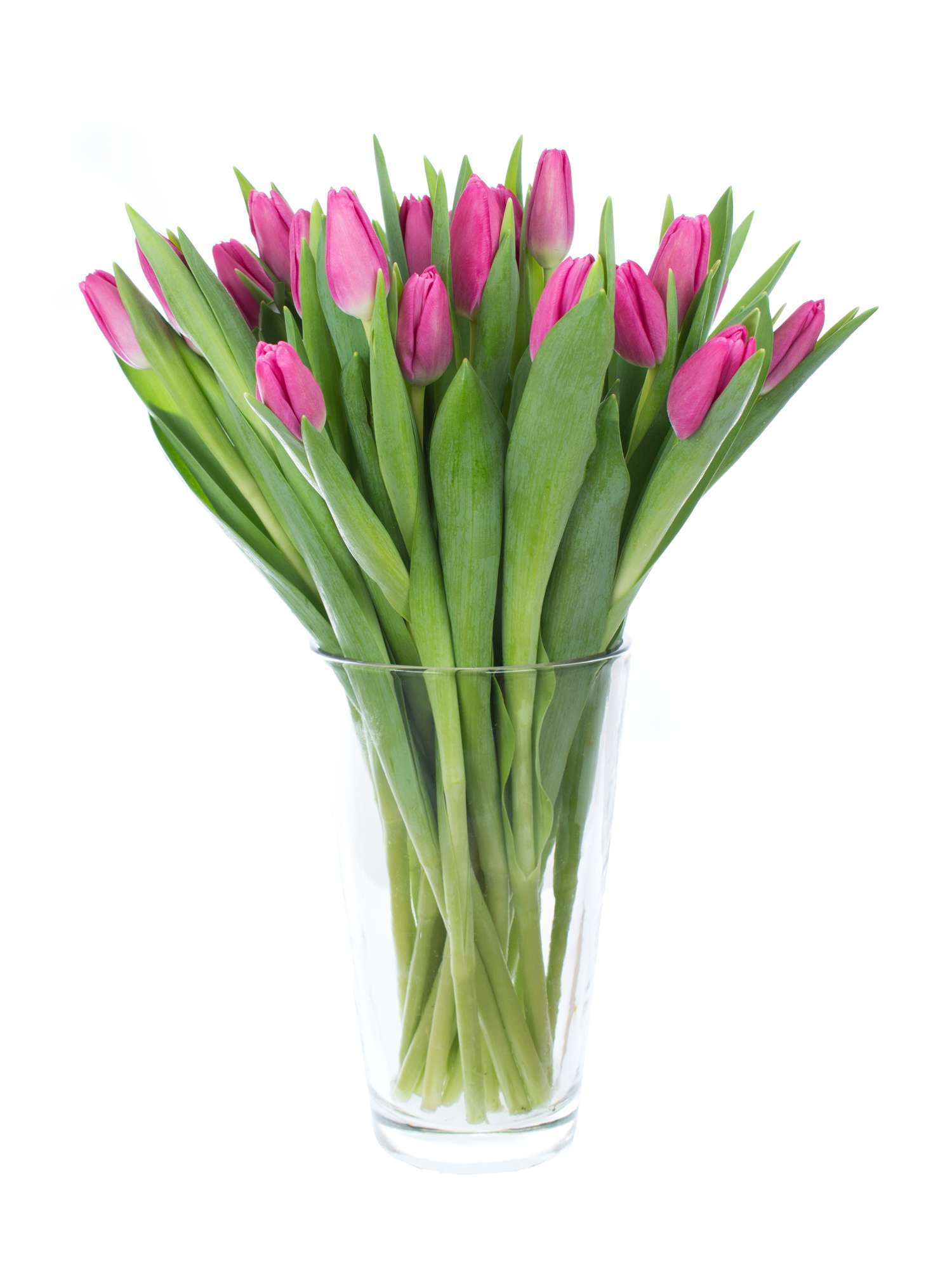 blumigo-tulpen-marathon-champion-pink-schnittblumen image 2
