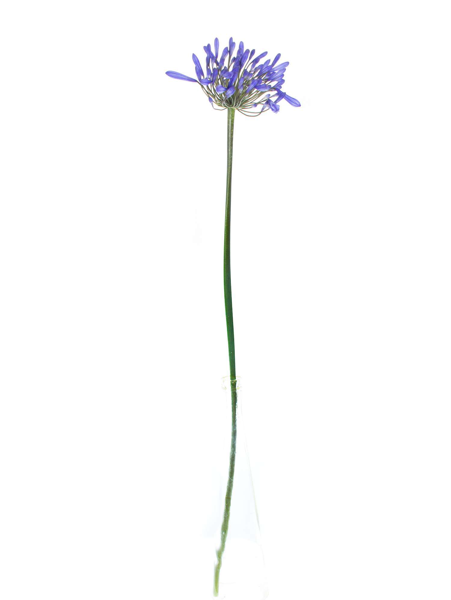blumigo-blattwerk-agapanthus-dr-brouwer-schnittblume-blau image 2