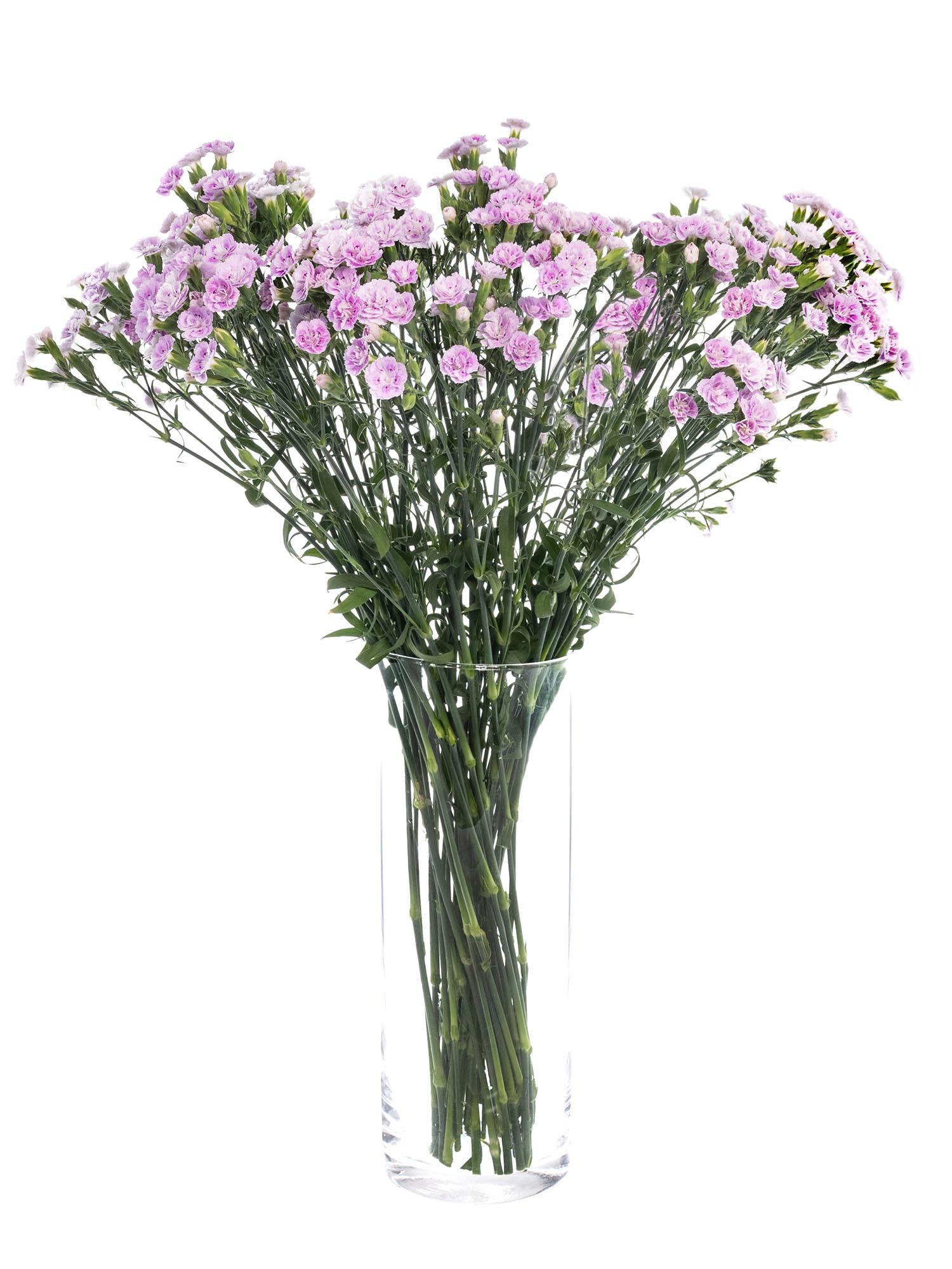 blumigo-nelken-odile-verzweigt-rosa-stiel image 2