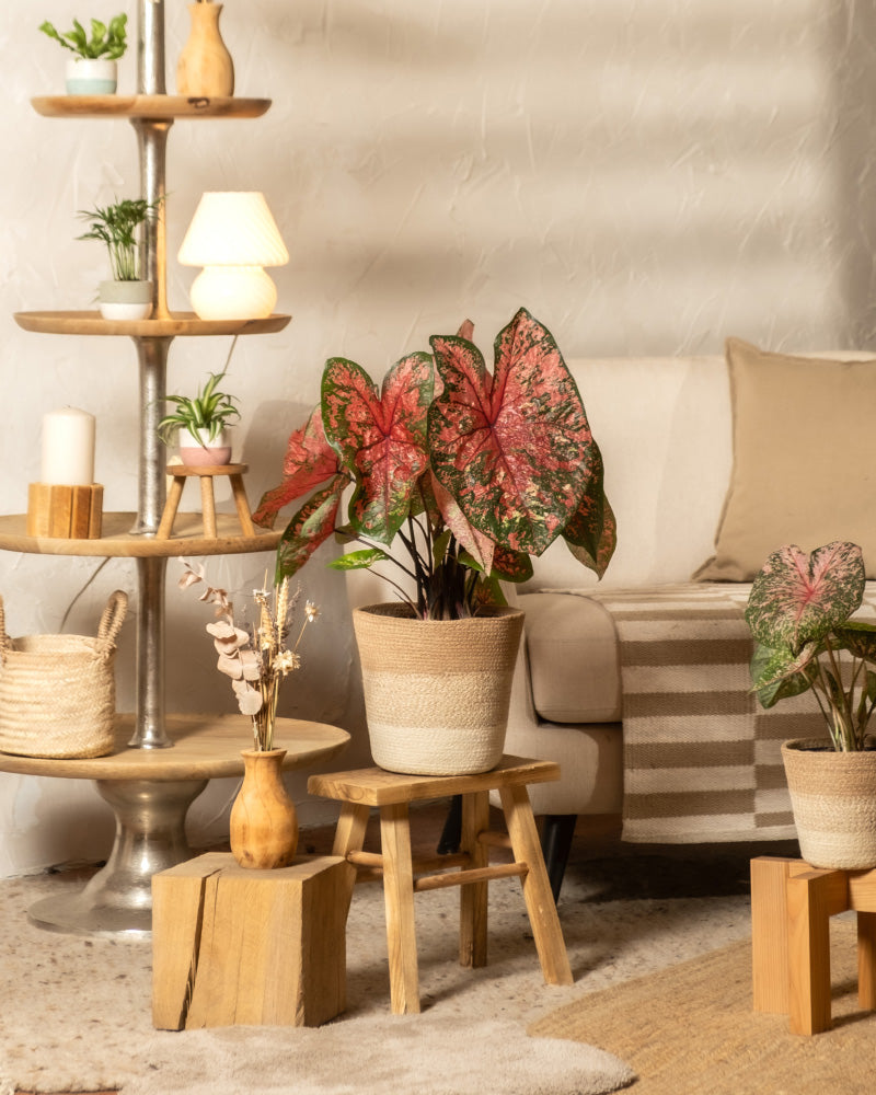 feey-variado-caladium-lava-glow-zimmerpflanze-ohne-bertopf-pink image 4