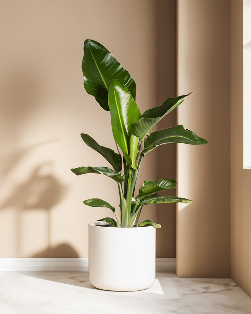 feey-variado-strelitzie-xl-zimmerpflanze-gro-viel-licht image 8