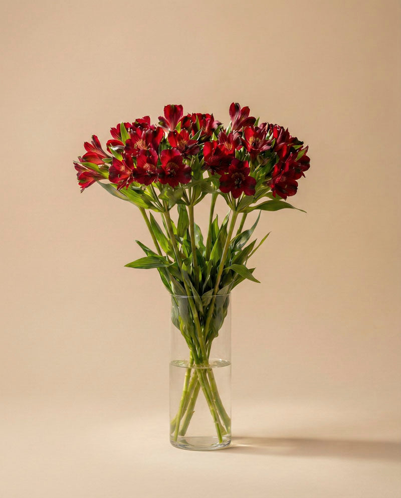 feey-rilio-alstroemeria-rot-schnittblumen-frisch image 5