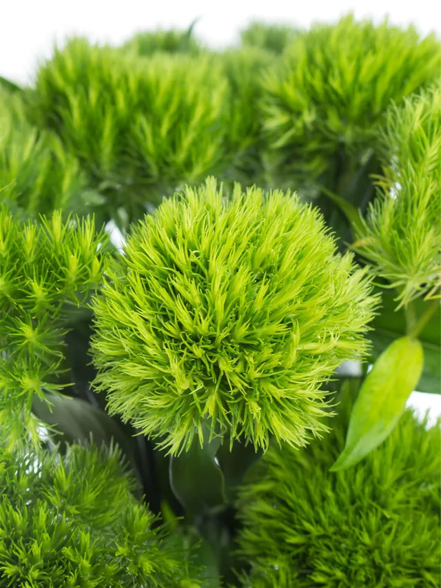 blumigo-nelken-bartnelken-green-trick-schnittblume-gr-n image 1
