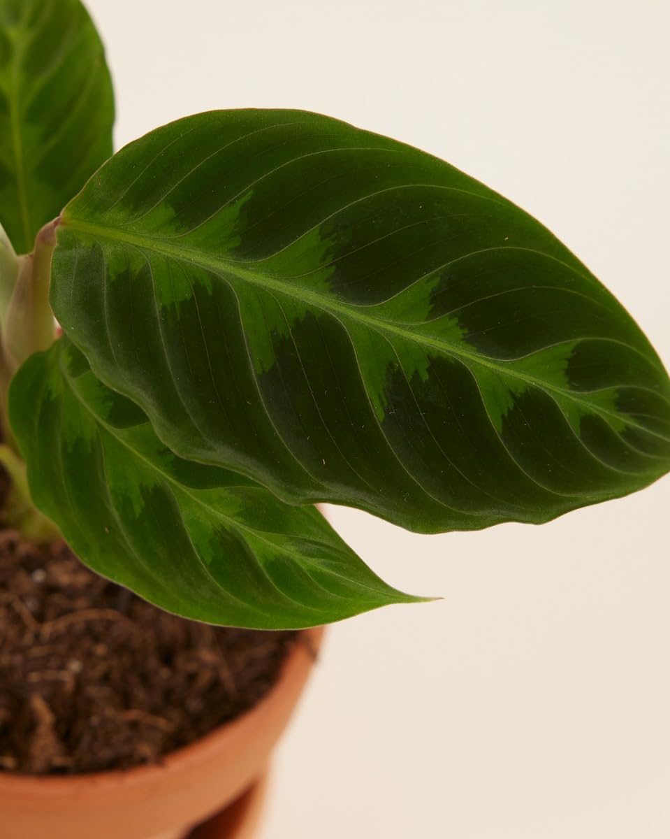 plnts-babyplnts-calathea-warscewiczii-zimmerpflanze-12-cm image 4