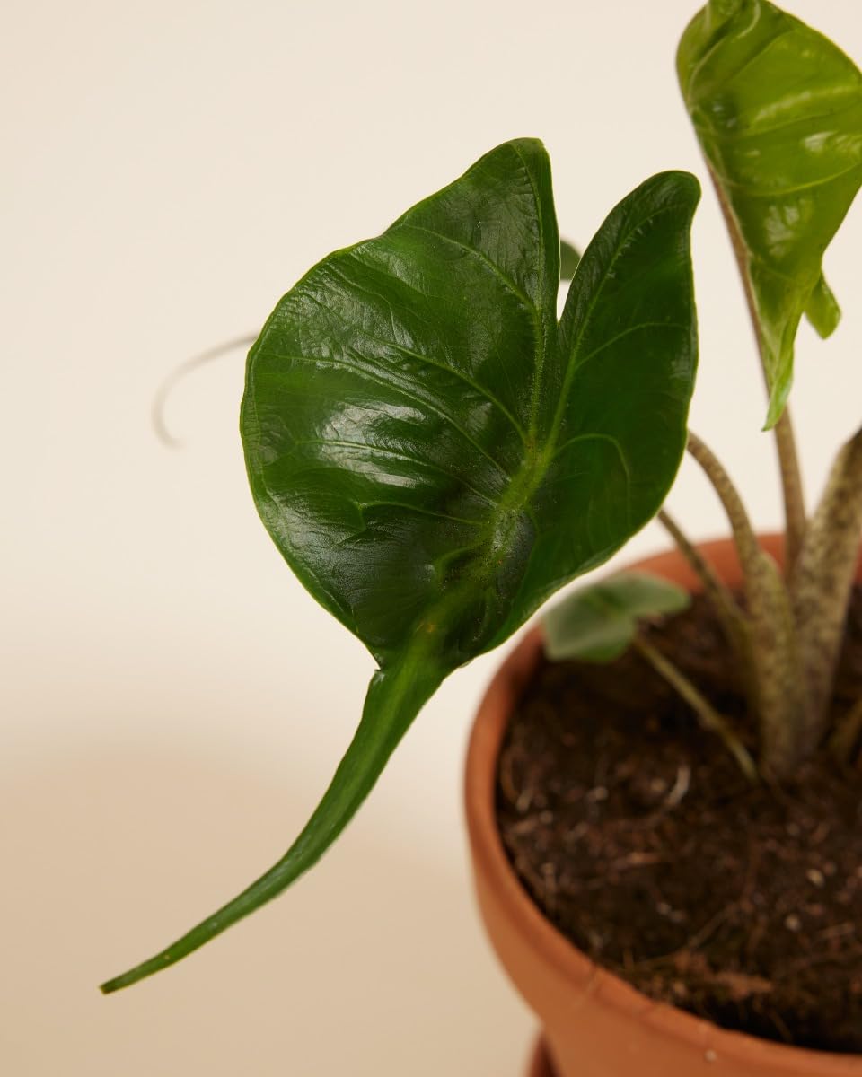 plnts-rareplnts-alocasia-stingray-zimmerpflanze-35cm image 4