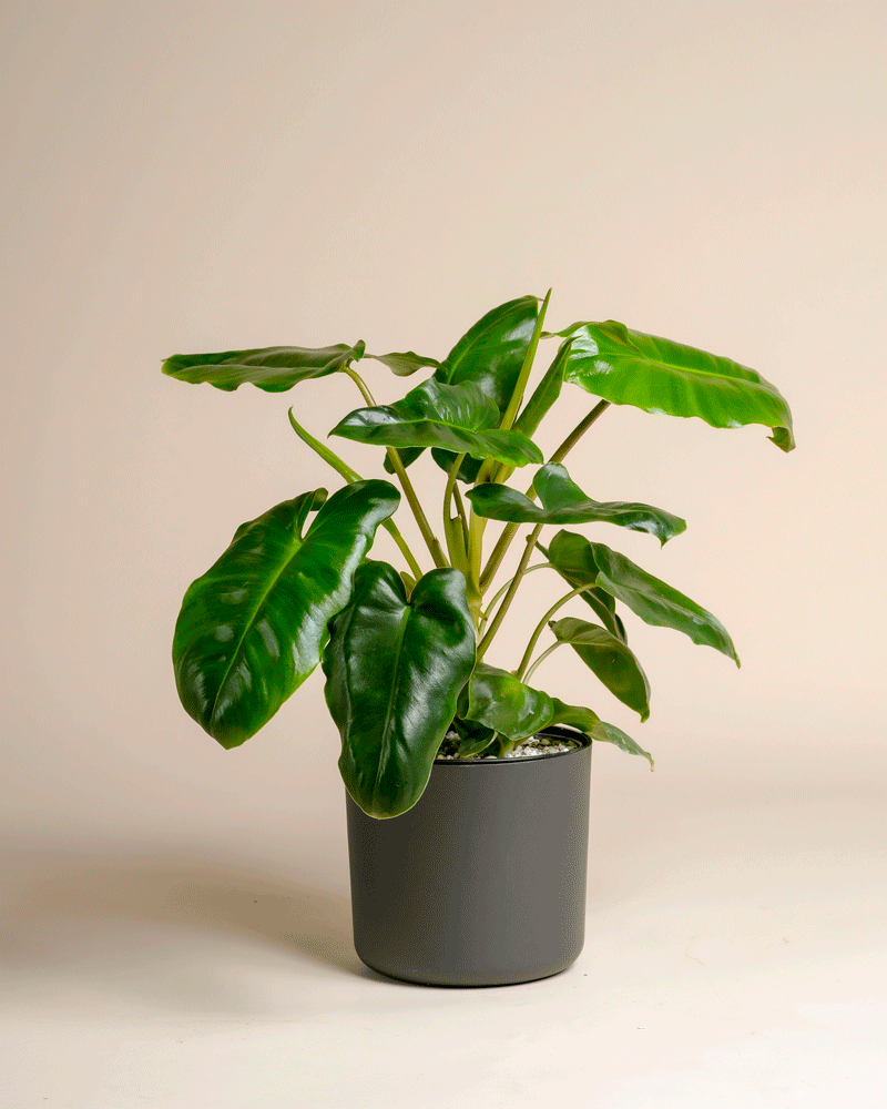 feey-variado-philodendron-burle-marx-zimmerpflanze-ohne-bertopf image 6
