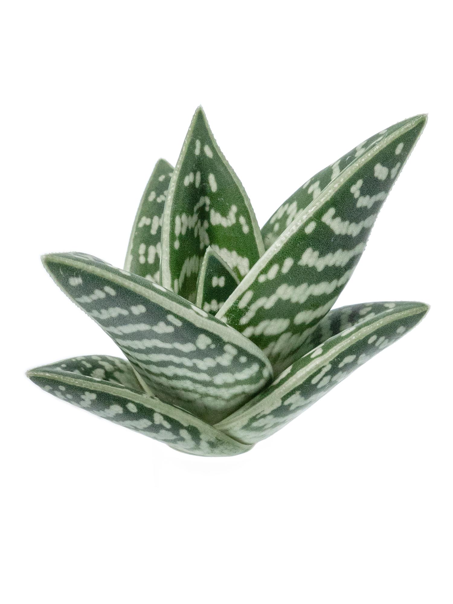 blumigo-aloe-variegata-sukkulente-gr-n-wei-panaschiert image 1