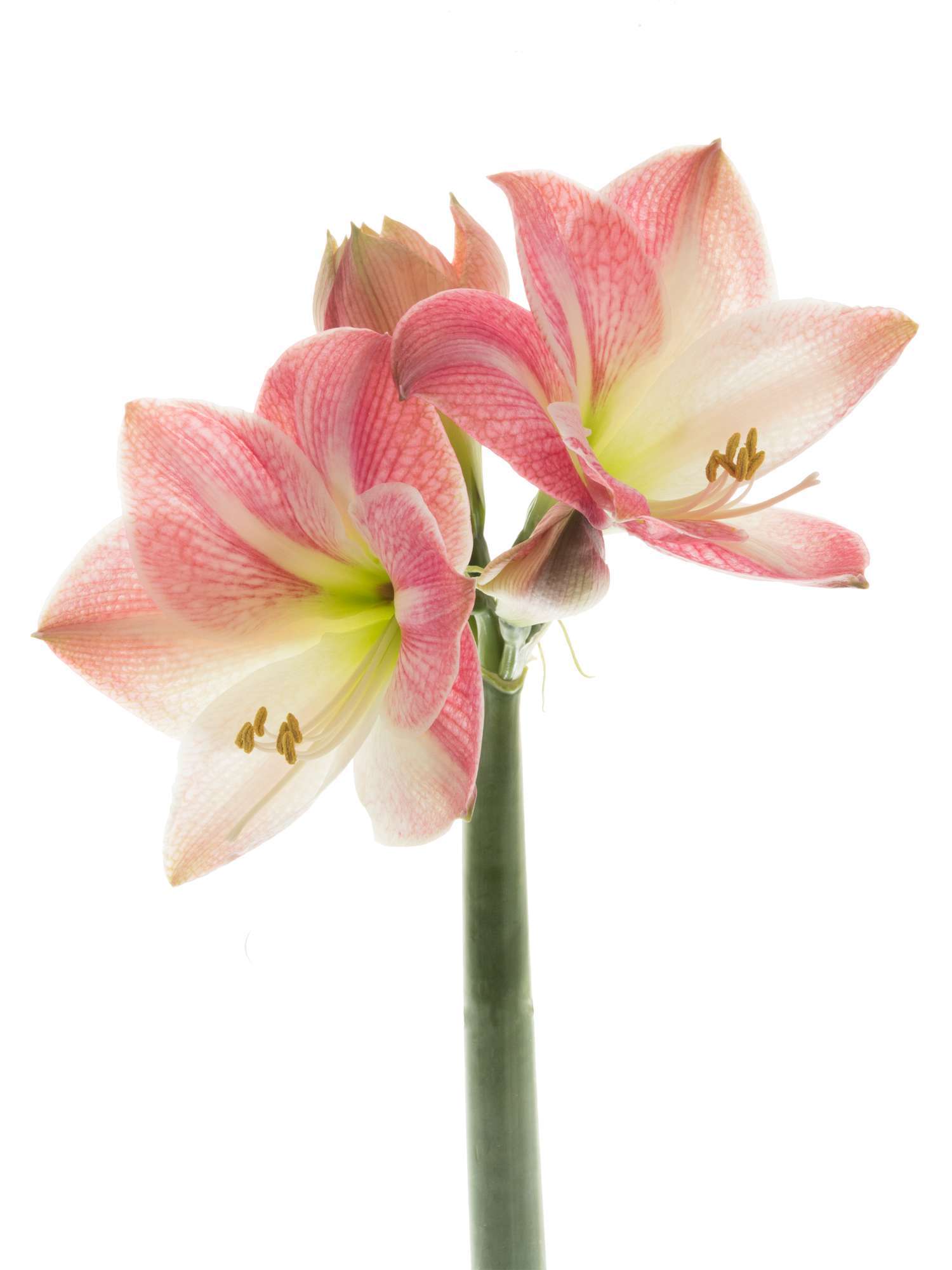 blumigo-amaryllis-apple-blossom-stiel-rosa image 3