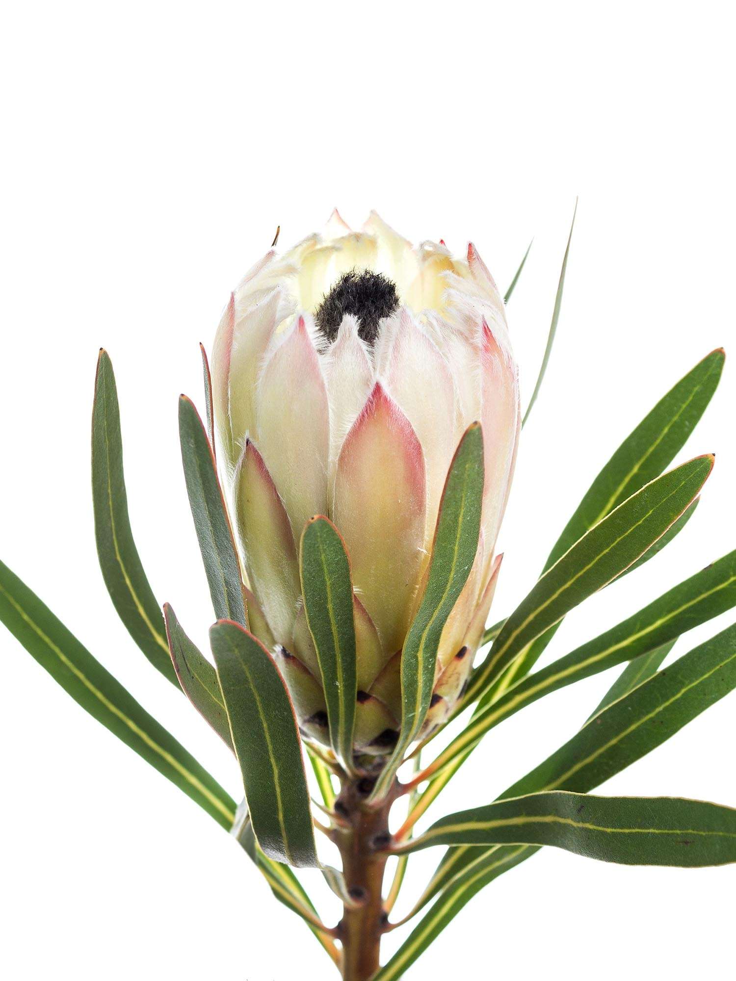 blumigo-proteen-protea-white-night-wei-schwarz-blume image 4