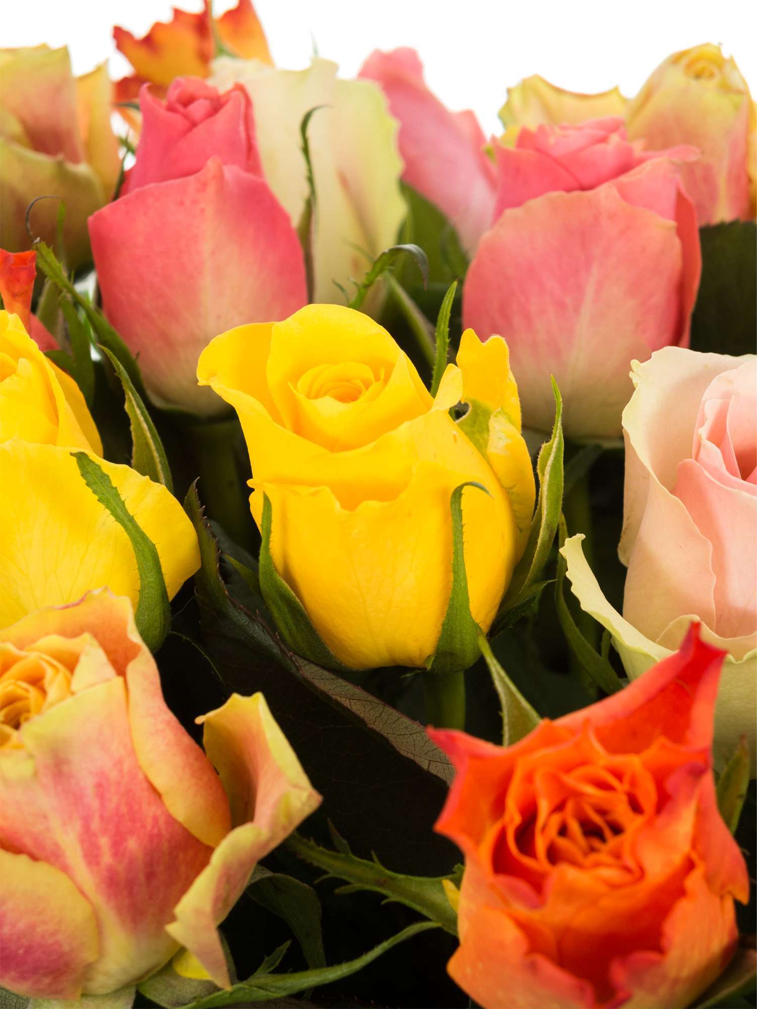 blumigo-rosen-bunte-mischung-schnittrosen-farbmix image 2