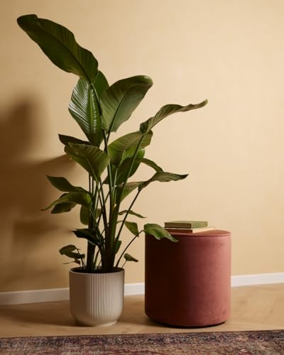 plnts-strelitzia-nicolai-zimmerpflanze-27cm-topf-160cm-gro-e-pflanze image 8