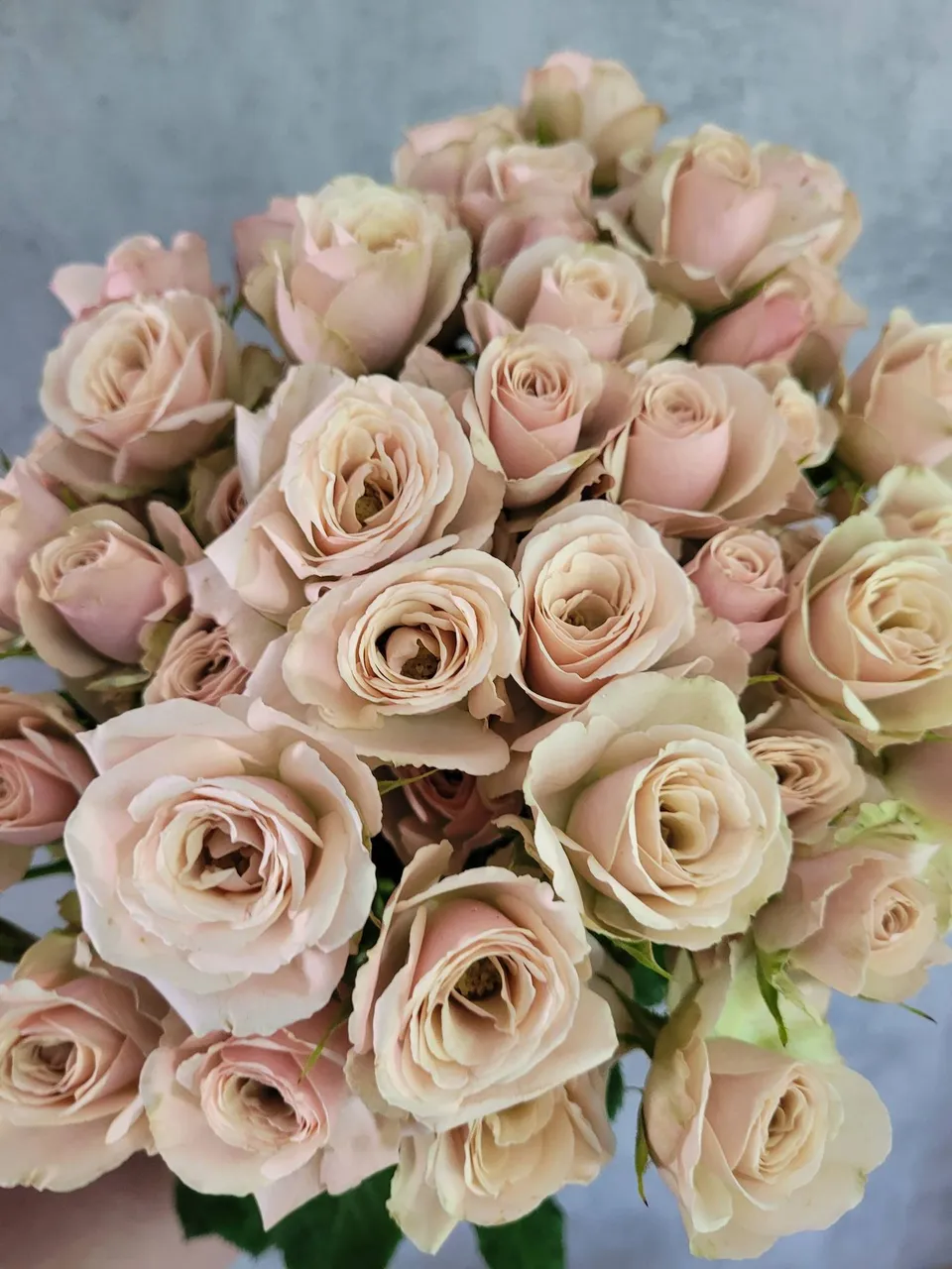 blumigo-rosen-destini-verzweigt-schnittrose-creme-ros image 1