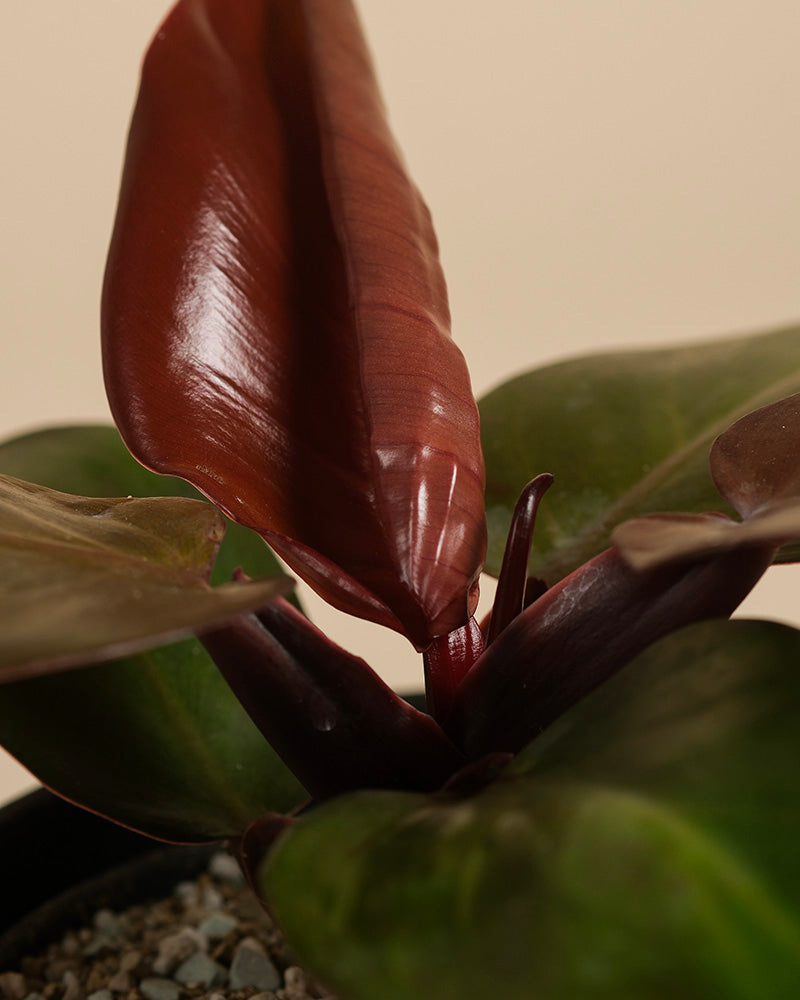 feey-philodendron-red-sun-zimmerpflanze-ohne-bertopf image 2